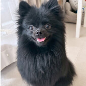 犬の食の好みや好きな食べ物に関するアンケート