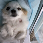 犬が反応する言葉に関するアンケート