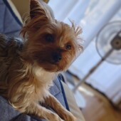 愛犬との快適な暮らしと住まいの断熱に関するアンケート