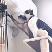 愛猫との快適な暮らしと住まいの断熱に関するアンケート