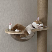 猫の突然のダッシュに関するアンケート