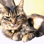 猫の留守番に関するアンケート