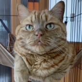 猫の八つ当たりに関するアンケート