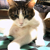 飼い主に似る猫に関するアンケート