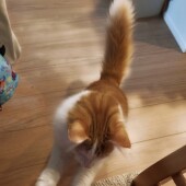 猫からの遊びの誘いに関するアンケート