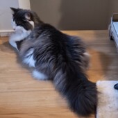 飼い主を見つめる猫に関するアンケート