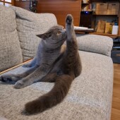 猫の”やんのかポーズ”に関するアンケート