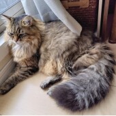 猫が変な場所でくつろぐことに関するアンケート