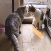 猫の「けりけり」に関するアンケート