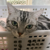 猫の優しさに関するアンケート