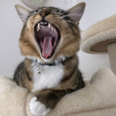 猫のイタズラに関するアンケート