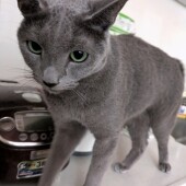 猫の返事に関するアンケート