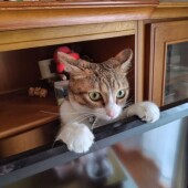 猫の懐きに関するアンケート