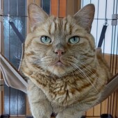 猫の羨ましいところに関するアンケート