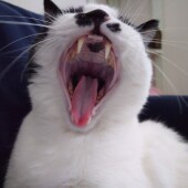 猫のおねだりに関するアンケート