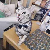 猫を撫でることに関するアンケート