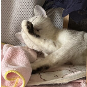 猫と心が通じたと感じた体験談に関するアンケート