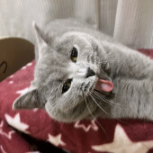 体の上に乗ってくる猫に関するアンケート