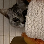 猫がお風呂に付いてくる行動に関するアンケート