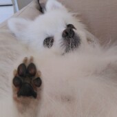 犬の触れられたくない場所に関するアンケート