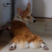 犬のお尻歩きに関するアンケート