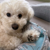 犬のヘソ天寝に関するアンケート