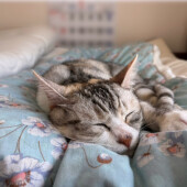 猫のルーティーンに関するアンケート