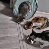 愛猫をお迎えしてすぐのトイレトレーニングに関するアンケート