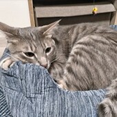 猫に癒される瞬間に関するアンケート