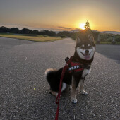 犬の目が輝くシチュエーションに関するアンケート
