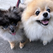 犬のヒコーキ耳に関するアンケート