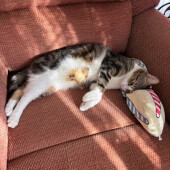 猫の顔の記憶に関するアンケート