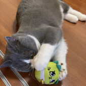 来客に警戒する猫に関するアンケート