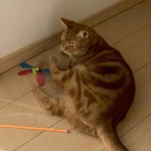 子どもに優しい猫に関するアンケート