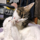 猫を怒らせた経験に関するアンケート