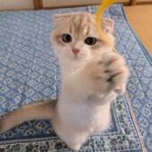 猫の寝落ちに関するアンケート