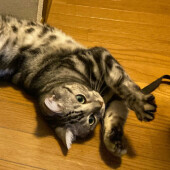 寒い時期限定で見られる愛猫の嬉しい行動に関するアンケート