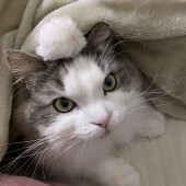 「猫に嫌われたかも」と感じた経験に関するアンケート