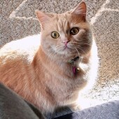 猫の寝落ちに関するアンケート