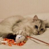 寒い時期限定で見られる愛猫の嬉しい行動に関するアンケート