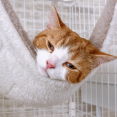 猫から愛されていると感じた経験に関するアンケート