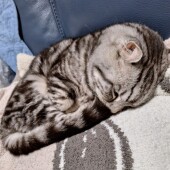 猫の”やきもち”に関するアンケート