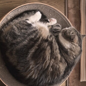 猫が邪魔をしてくることに関するアンケート