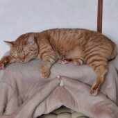 身体をくっつける猫に関するアンケート