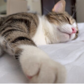 スキンシップを拒否する猫に関するアンケート