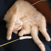 猫のご飯の回数に関するアンケート