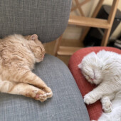 飼い主がお風呂に入ると鳴く猫に関するアンケート