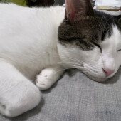 飼い主さんの後ろをついて回る猫に関するアンケート