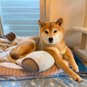 愛犬の肛門腺絞りに関するアンケート