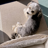 犬の引っ張りっこ遊びに関するアンケート